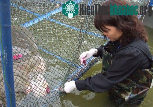 Bắt được "hậu duệ" của Rùa Hồ Gươm? ảnh 0