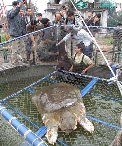 Cận cảnh chăm sóc Rùa trong bể nhân tạo ảnh 0