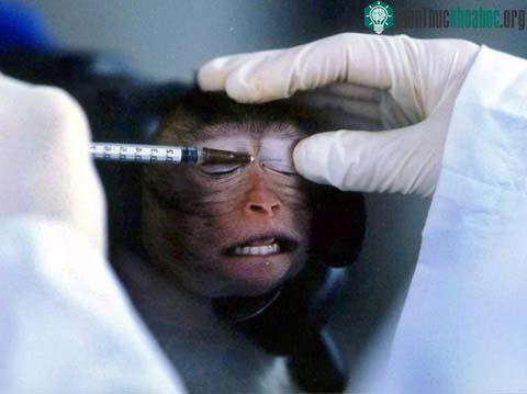 Thử nghiệm trên động vật có phi đạo đức? ảnh 0