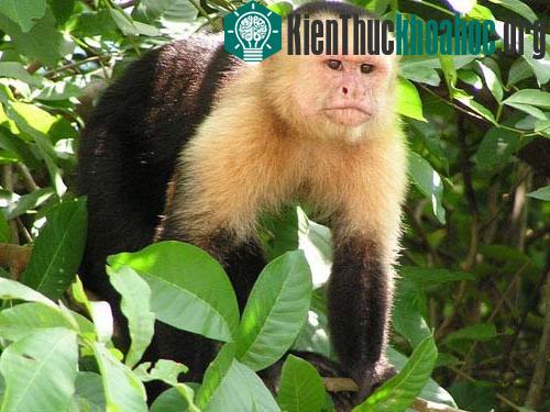 Dùng nước tiểu dụ bạn tình ảnh 0