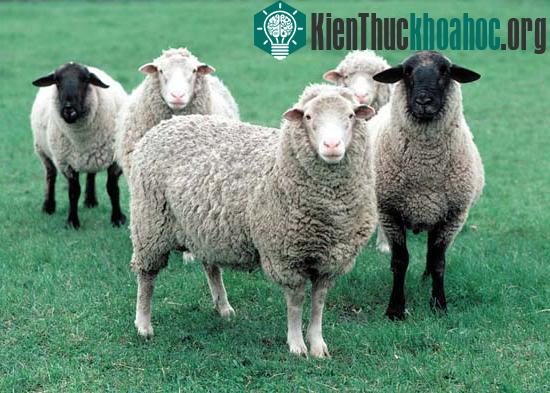 Đến nay nhiều người có khác về loài cừu này.