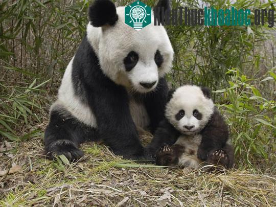 Các nhà khoa học bắt gấu trúc con xem phim "đen" ảnh 0