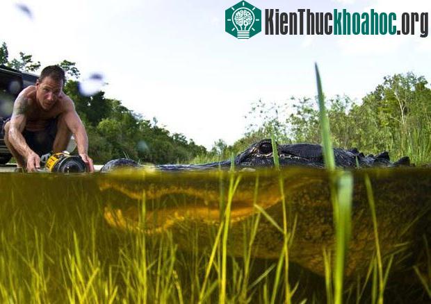 Nhiếp ảnh gia Todd Winner để máy ảnh sát đầu cá sấu