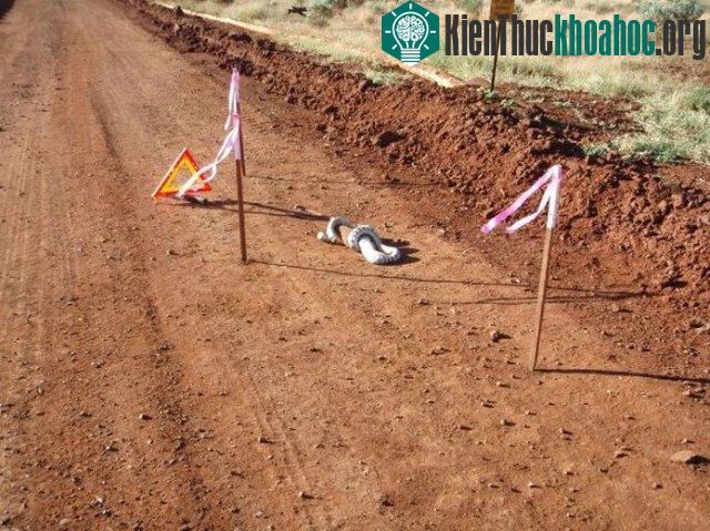 Cận cảnh trăn đầu đen nuốt sống kỳ đà "khổng lồ" ảnh 0