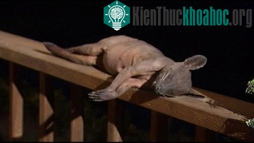 Quái vật Chupacabra được tìm thấy ở Mỹ? ảnh 0