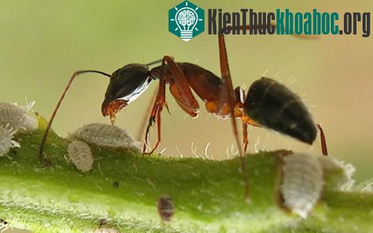 Những động vật siêng nhất hành tinh ảnh 0