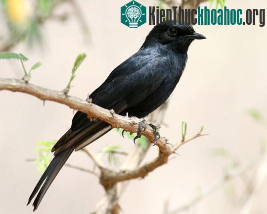 Chim cũng biết “bảo kê” ảnh 0