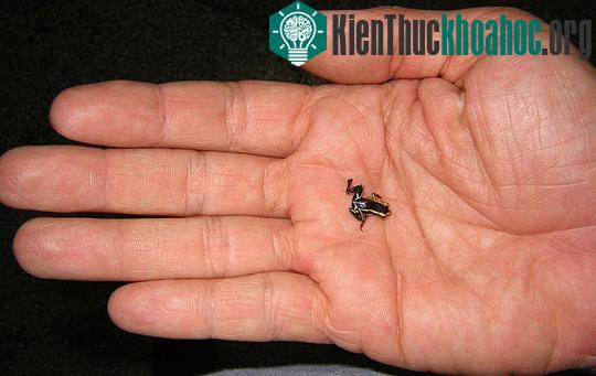Da loài ếch nhỏ nhất thế giới có chứa chất độc hại ảnh 0