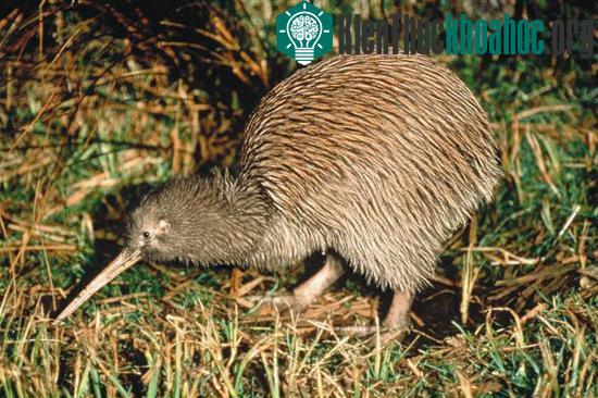 Nghiên cứu khử mùi cho loài chim ở New Zealand ảnh 0