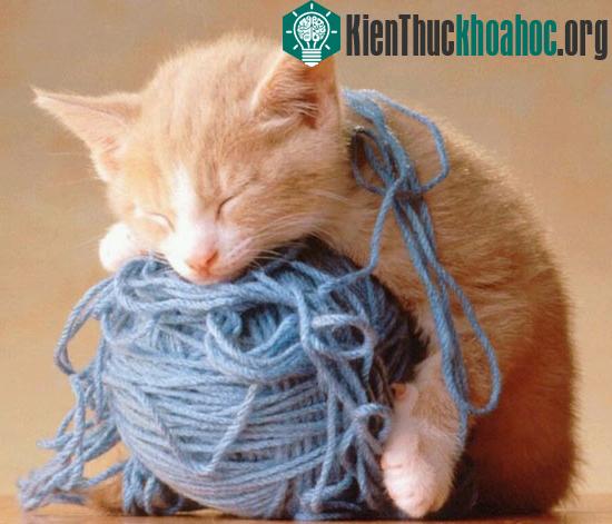 Có phải con vật nào cũng ngủ không? ảnh 0