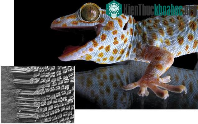 Phát hiện tắc kè leo trèo nhanh hơn trong môi trường ẩm ướt ảnh 0