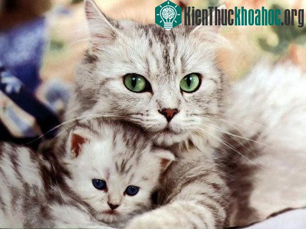 Quan sát cho thấy mèo là loài rất tinh ranh và "hai mặt".