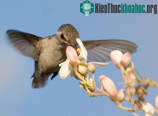 Chim ruồi Mellisuga helenae