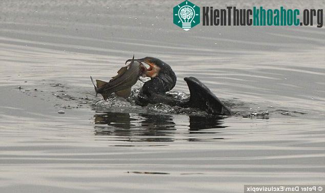 Chim cốc tham lam nuốt gọn cá tuyết khổng lồ ảnh 0