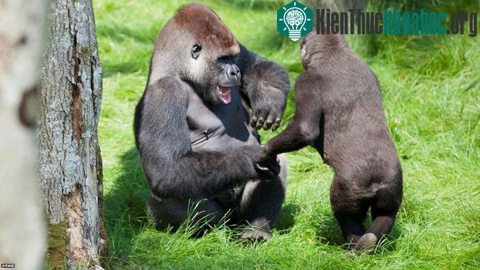 Hai anh em bắt tay mừng tái ngộ. (Ảnh: BNPS)