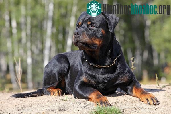 Một con chó thuộc giống Rottweiler.