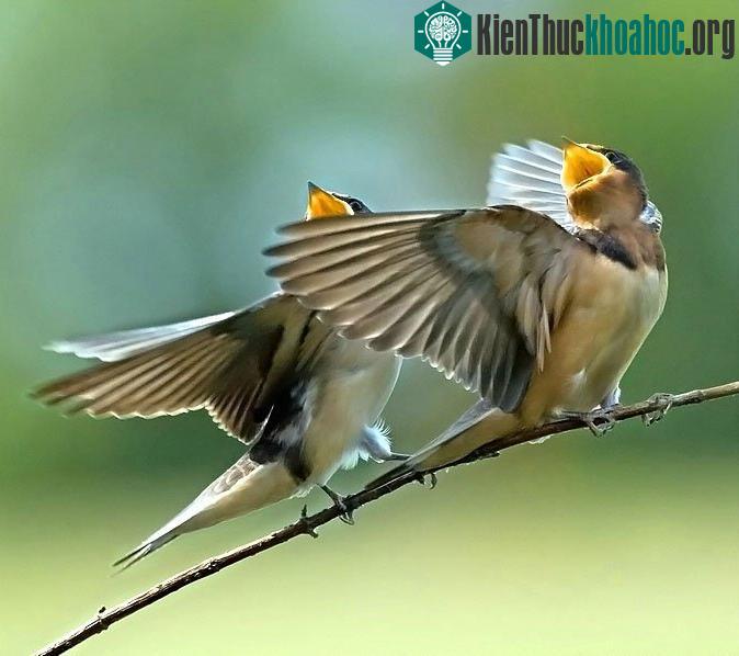 Chim hót linh hoạt hơn khi thời tiết biến động