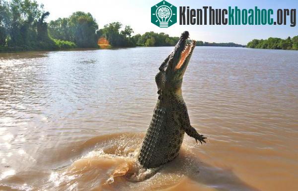 Cá sấu nước mặn