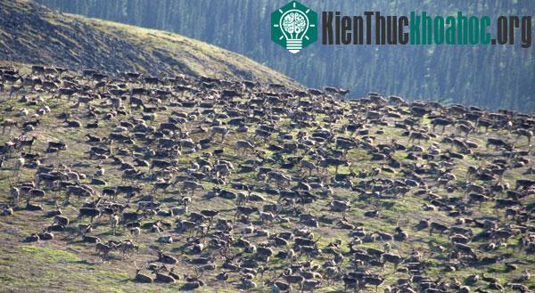 Bức ảnh chụp đàn tuần lộc đông như kiến. (Nguồn: Livescience)