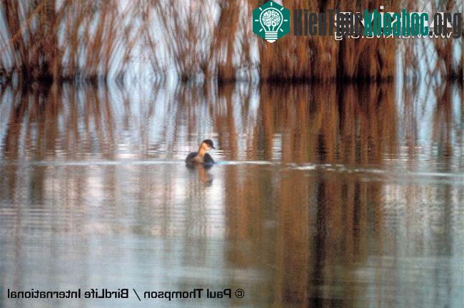 Chim lặn Alaotra Grebe