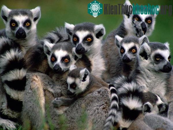 Madagascar có thể mất sạch loài vượn cáo nếu không can thiệp ngay từ bây giờ