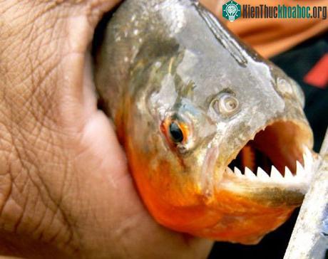 Một con cá hổ với hàm răng như lưỡi cưa (Ảnh: nationalturk.com)