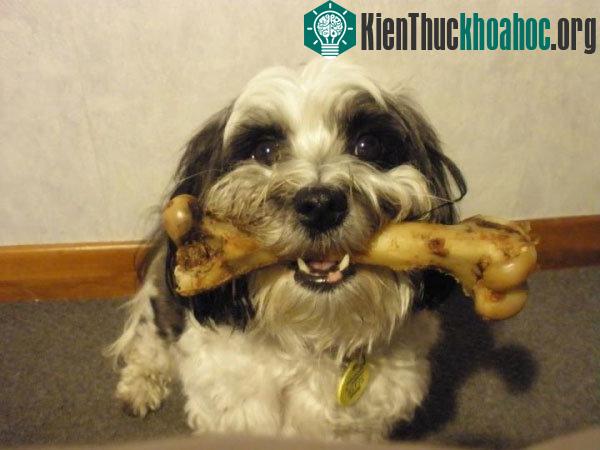 Trải qua quá trình chọn lọc hàng triệu năm cùng với lối sống theo bầy, loài chó đã sở hữu được xương hàm và răng to khoẻ để gặm xương.