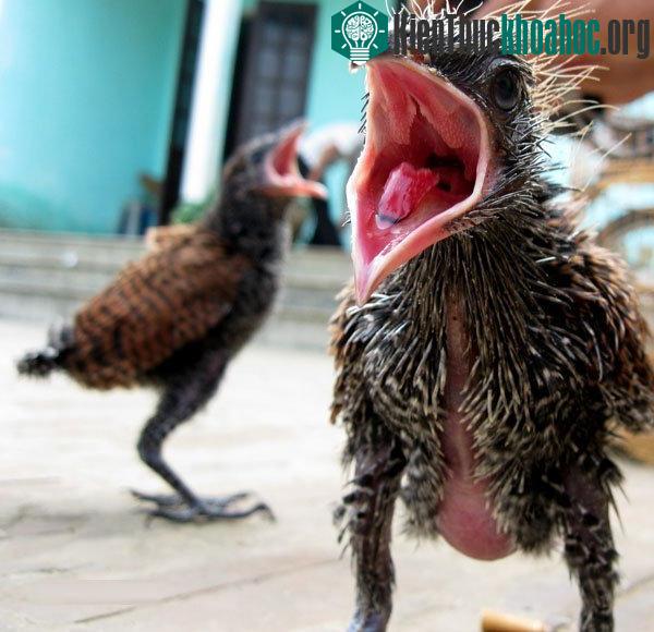 Con chim lạ mà anh Tùng bắt được