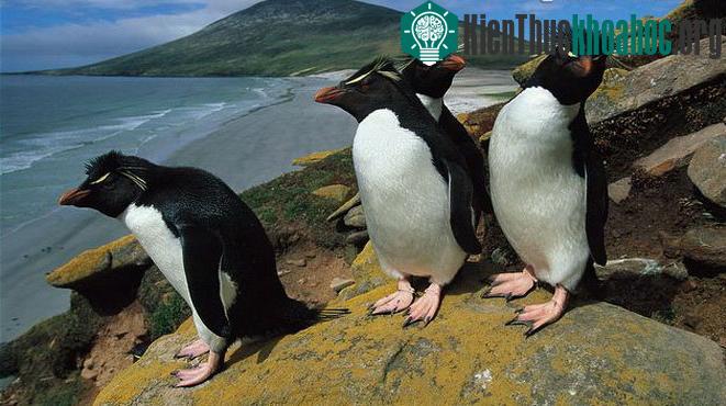 Chim cánh cụt rockhopper - (Ảnh: arkive.org)