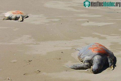 Các nhà khoa học đang lo lắng trước hiện tượng có hơn 70 con rùa xanh chết bí ẩn. (Ảnh: abc.net.au)