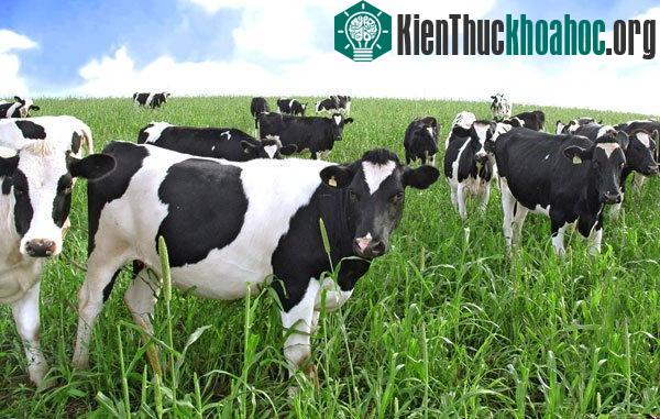 Bò đột tử vì cỏ độc ảnh 0