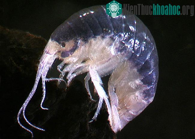 Paraleptamphopus