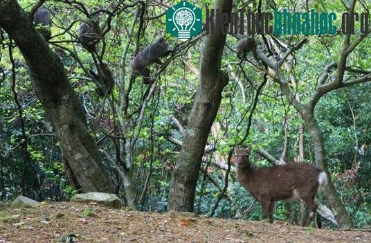 Một con khỉ macaque và con hươu Sika trên đảo Yakushima. Hai loài này thường xuyên hỗ trợ nhau trong việc phát hiện động vật săn mồi từ xa.