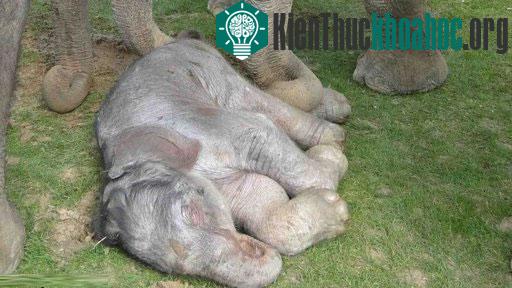 Sau 22 tháng, voi con được sinh ra với bộ não khá phát triển. (Ảnh:BBC)