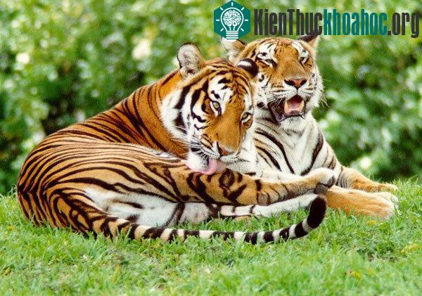 Hiện chỉ còn khoảng 3.500 con hổ trưởng thành sống trong tự nhiên
