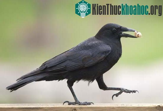 Quạ có thể nhận biết tiếng nói con người