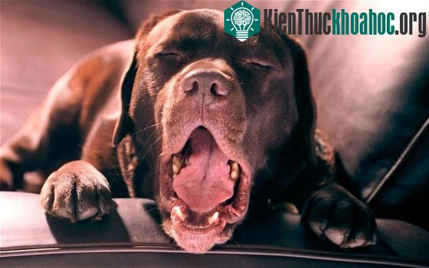 Chó bắt buộc phải ngáp nếu chủ của chúng... ngáp! (Ảnh: Telegraph)