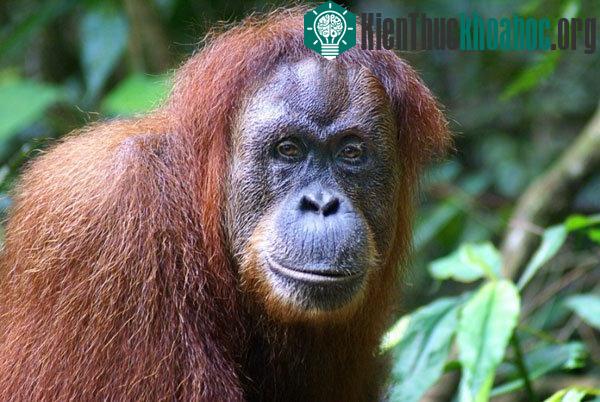 Những chú đười ươi trên đảo Sumatra hoãn dậy thì để tập trung vào việc rèn luyện thể lực cho tới khi đánh bại được con đực thủ lĩnh.