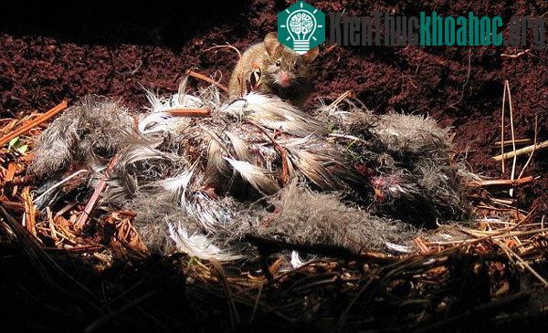 Những con chuột béo múp và tăng kích thước rất nhanh.