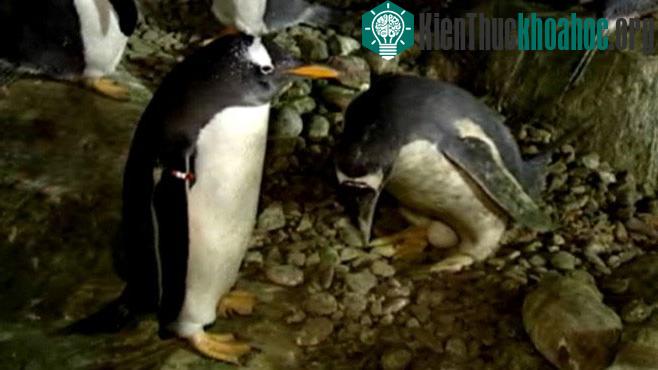 Inca và Rayas đã gắn bó với nhau suốt 6 năm qua. (Nguồn: ABC News)