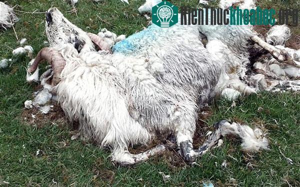 Xác của một con cừu gần cầu Devil trong dãy núi Cambrian ở xứ Wales. (Ảnh: Telegraph)
