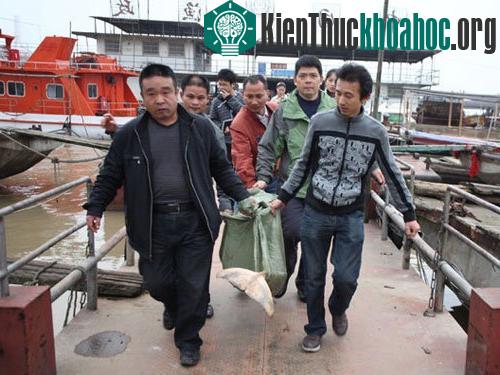 Các tình nguyện viên ở Nhạc Dương khiêng xác một con cá heo từ hồ Động Đình lên