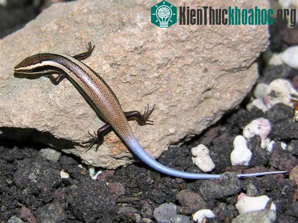 Thằn lằn bóng chân ngắn Anguilla Bank - một trong 24 loài mới phát hiện - (Ảnh: Karl Questel/Live Science)