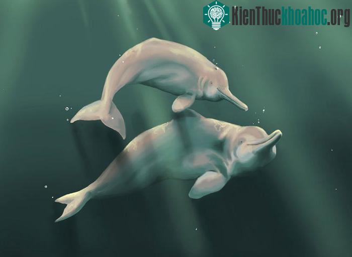 Cá heo nước ngọt sắp bị tuyệt chủng