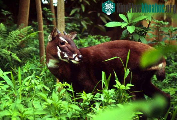 Công nghệ tìm kiếm vừa được công bố trên tạp chí Current Biology và tóm tắt trên trang mạng NatureNews