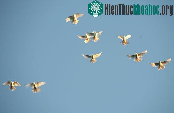 Bồ câu sử dụng các tế bào não như một chiếc la bàn sinh học