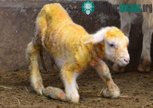 Cừu Peng Peng vừa ra đời bằng công nghệ nhân bản vô tính.