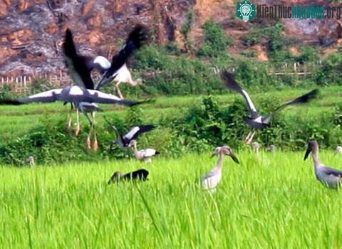 Đàn cò nhạn di cư đến Lai Châu để tìm kiếm thức ăn. (Ảnh: TTXVN)