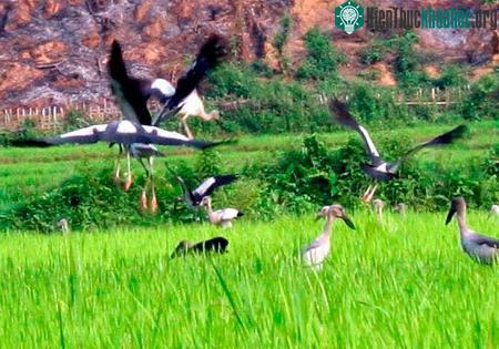Đàn chim di trú khá hiền lành, đang làm mồi cho người dân địa phương. (Ảnh: CTV)