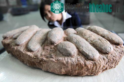 Việc đẻ trứng chứ không sinh con có thể đã đặt dấu chấm hết cho loài khủng long - (Ảnh: AFP)
